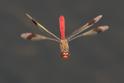 Sympetrum pedemontanum male in flight.jpg